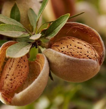 nutfacts-tree-almonds@2x