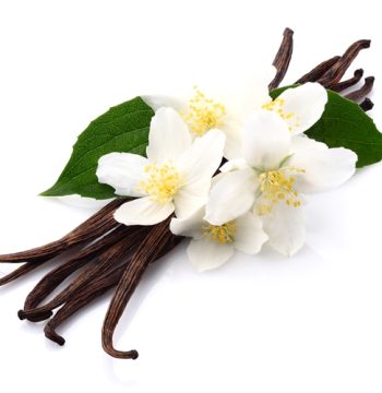 vanilla-pods-and-beans-can-be-used-to-bring-fresh-vanilla-flavor-to-your_1028_40079119_1_14104505_500